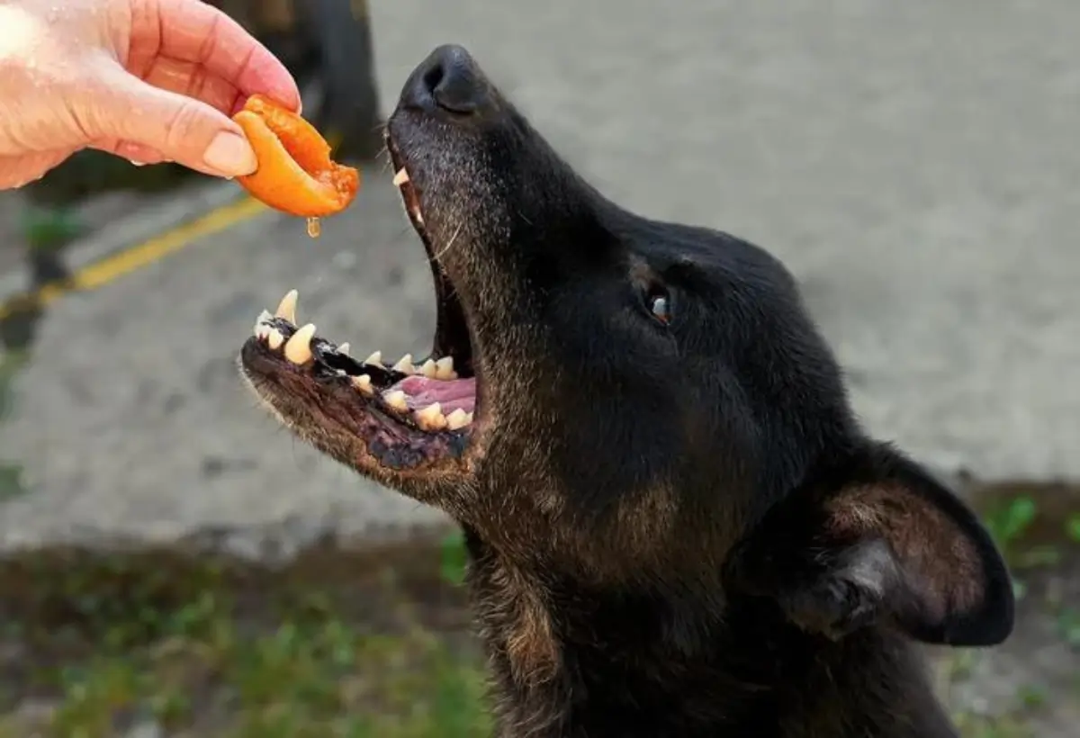 Cachorro Pode Comer Pêssego