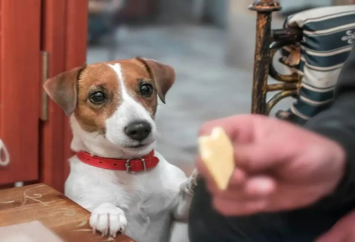 Cachorro Pode Comer Queijo