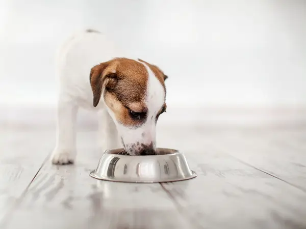 cachorro pode comer ração de gato