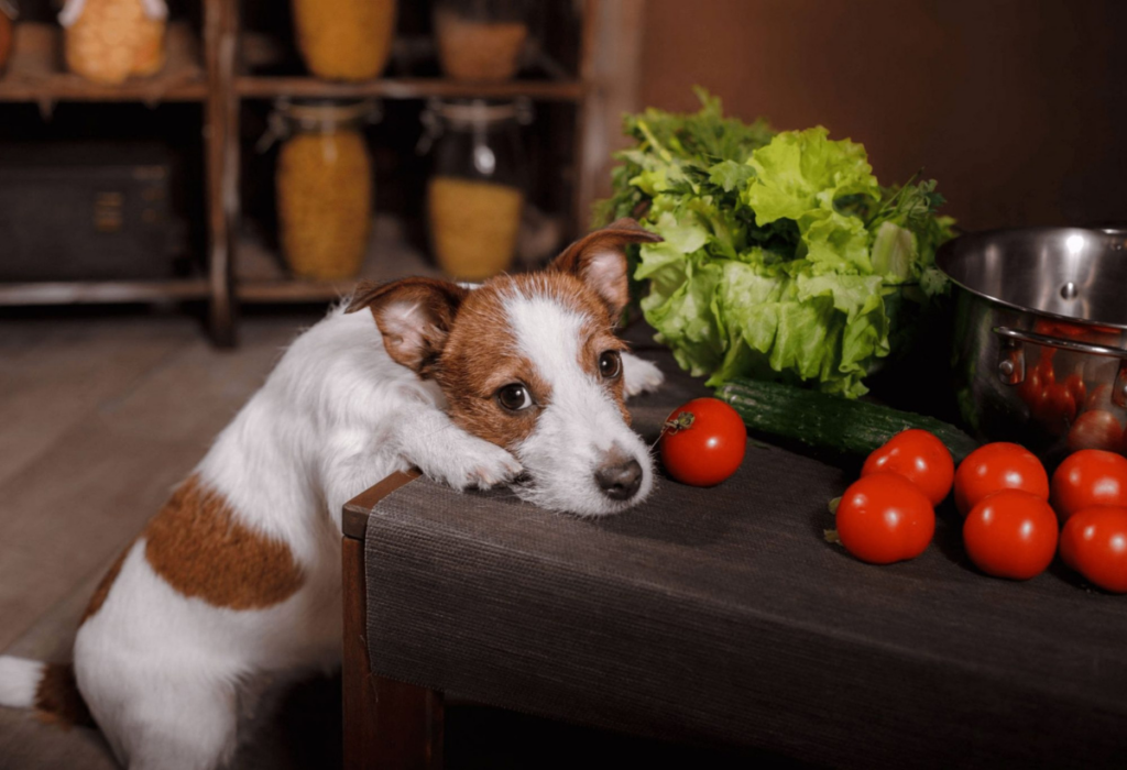 Cachorros Podem Comer Tomate