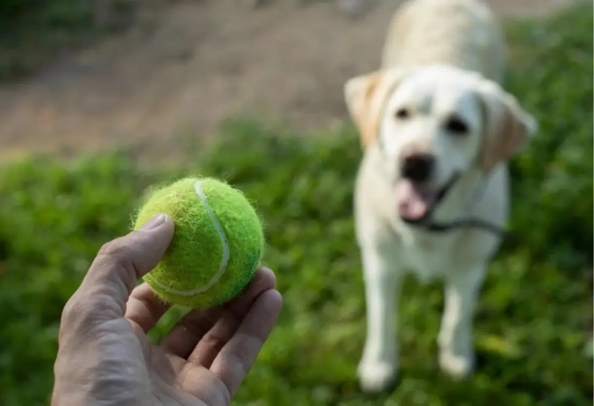 cães amam bola de tênis