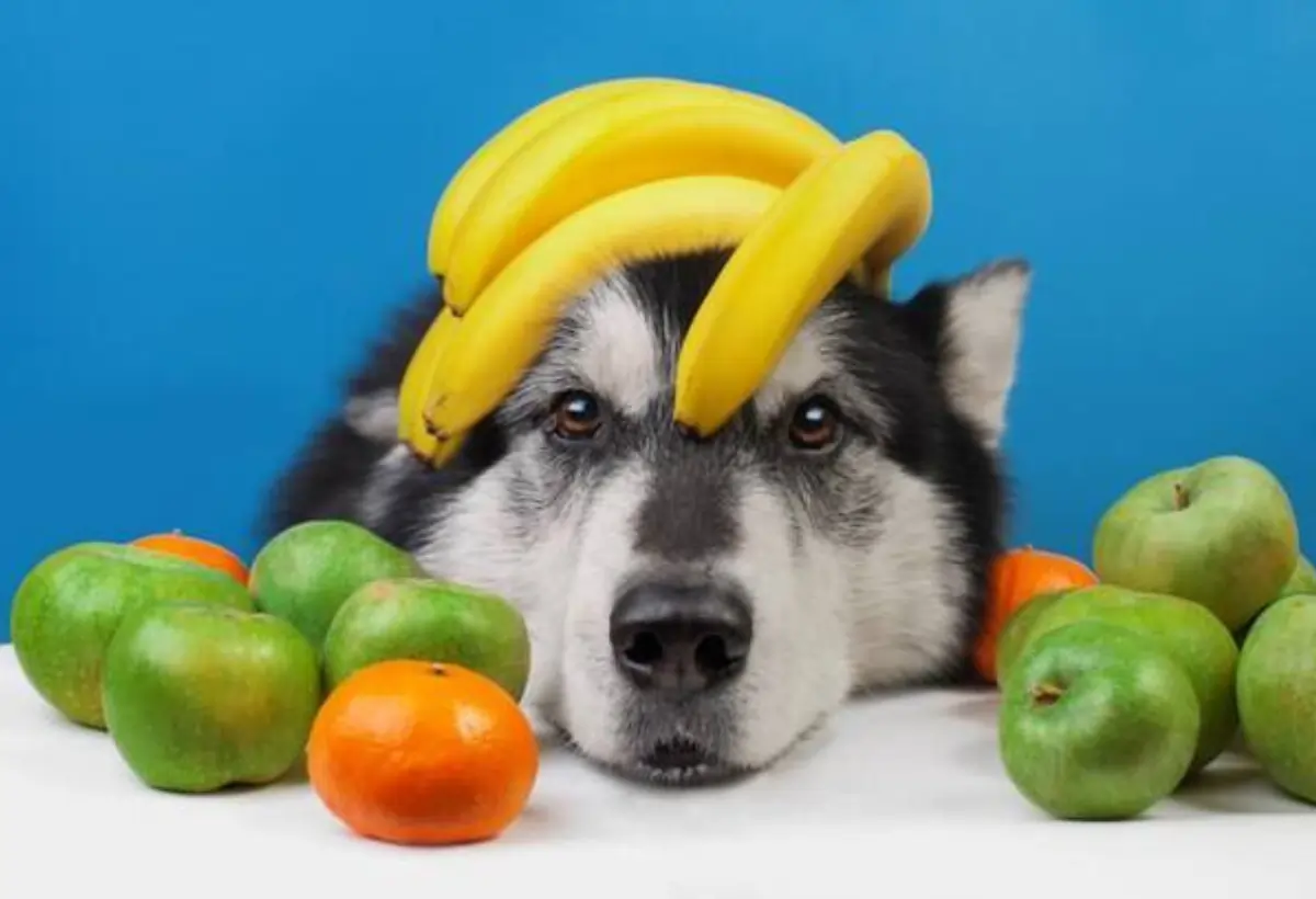 cães podem comer frutas