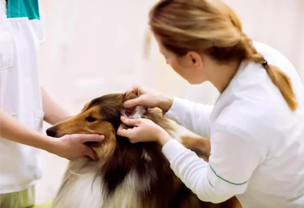 cão com coceira no ouvido sendo tratado