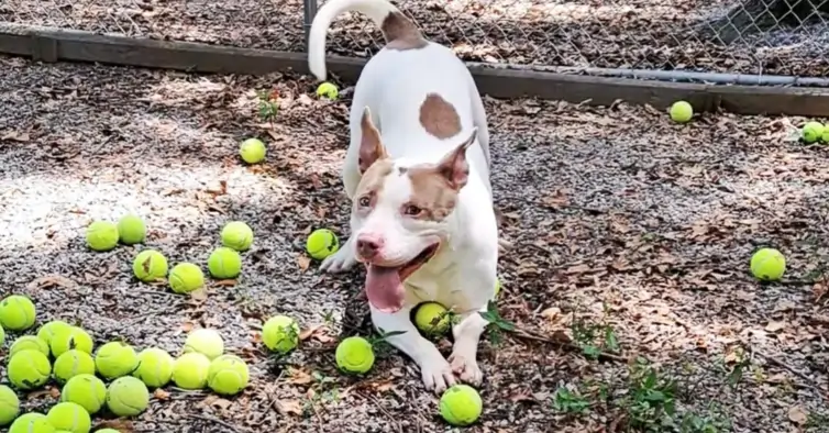 cão com bola de tênis