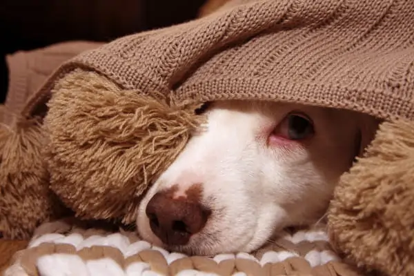 cão com nariz escorendo