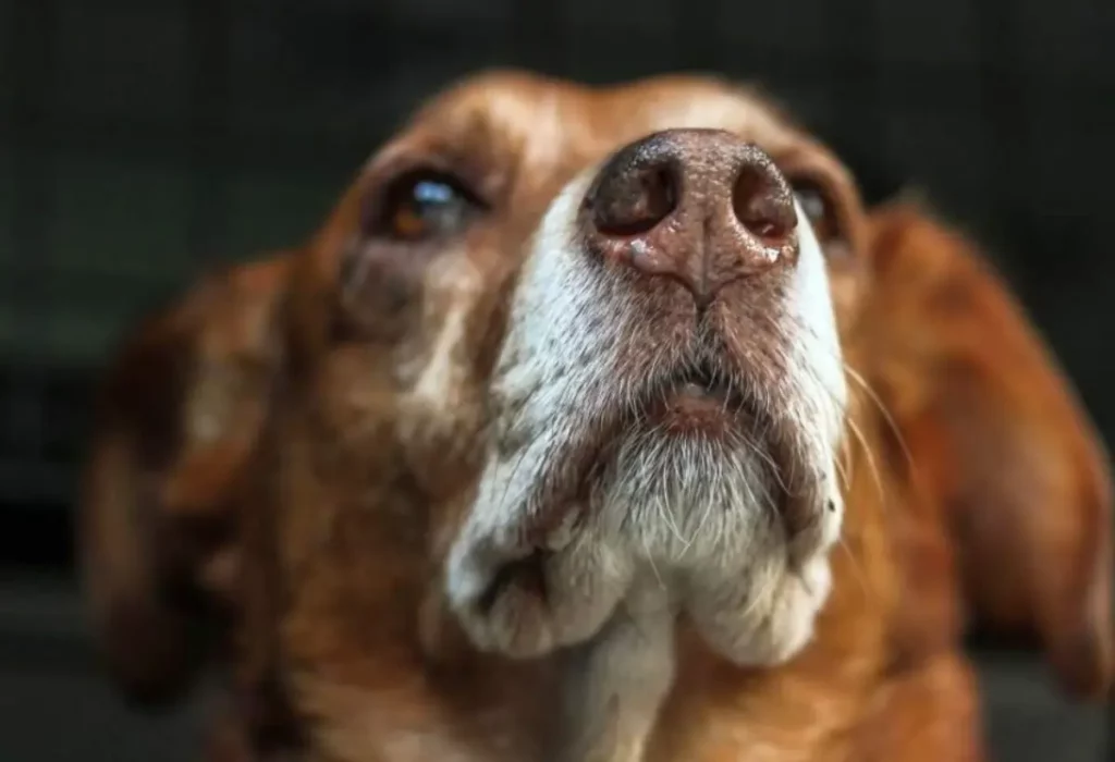 cão com nariz escorendo