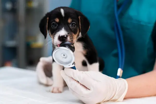 cão com nariz escorendo no veterinário