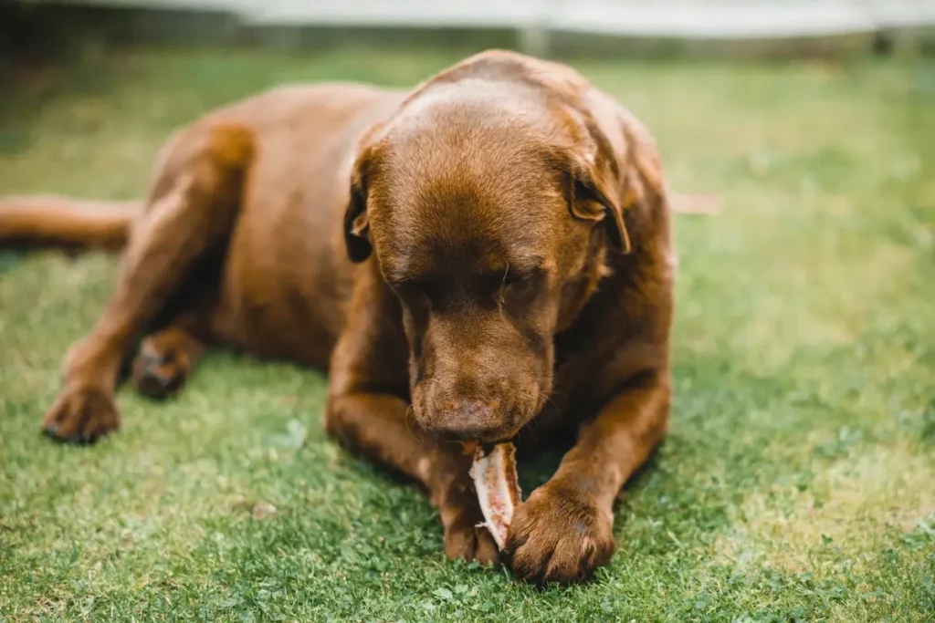 Cachorro Pode Comer Carne de Porco