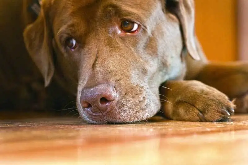 Cachorro Pode Comer Carne de Porco