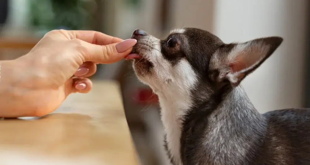 dando carvão ativado para cachorro