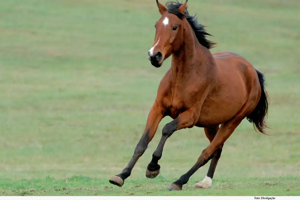 cavalo correndo