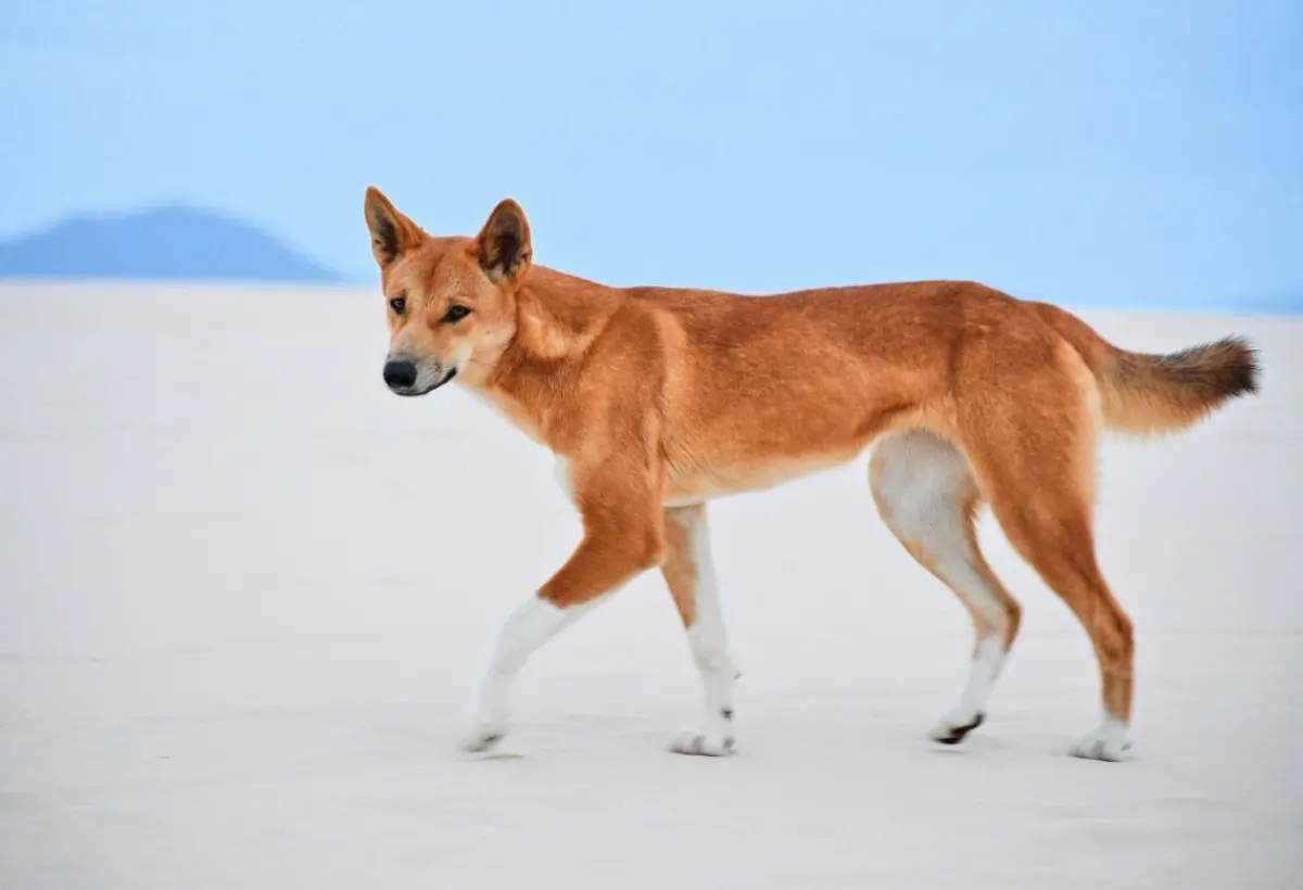 Dingo