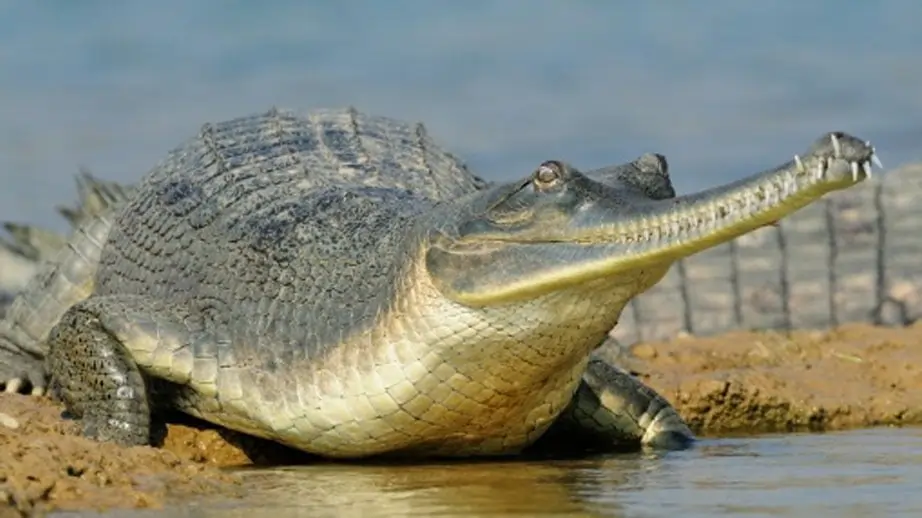 Gavial