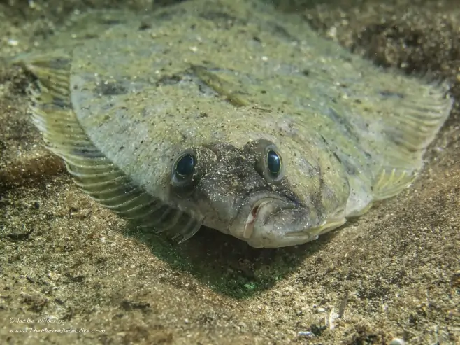 halibut