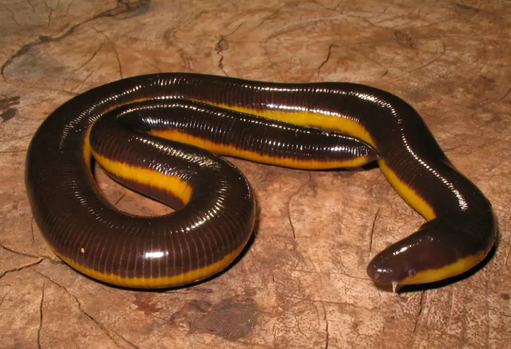 Ichthyophis