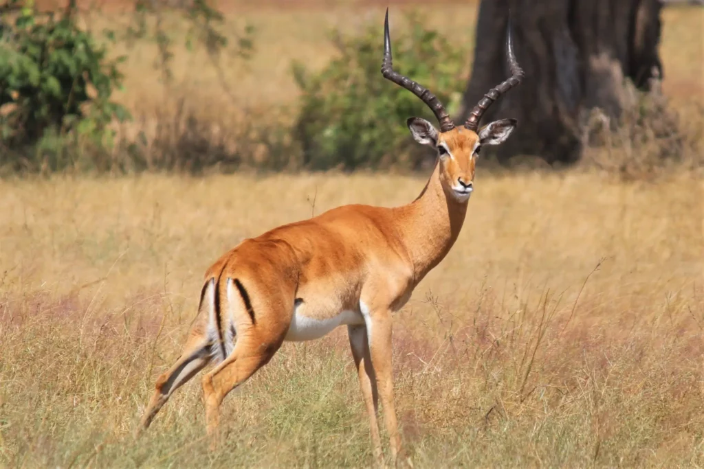 impala