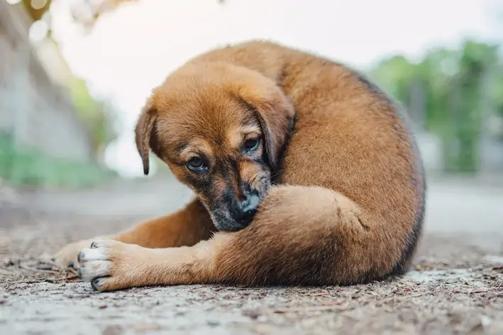 bicheira em cachorro