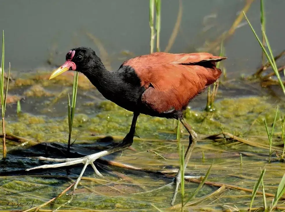 jacana