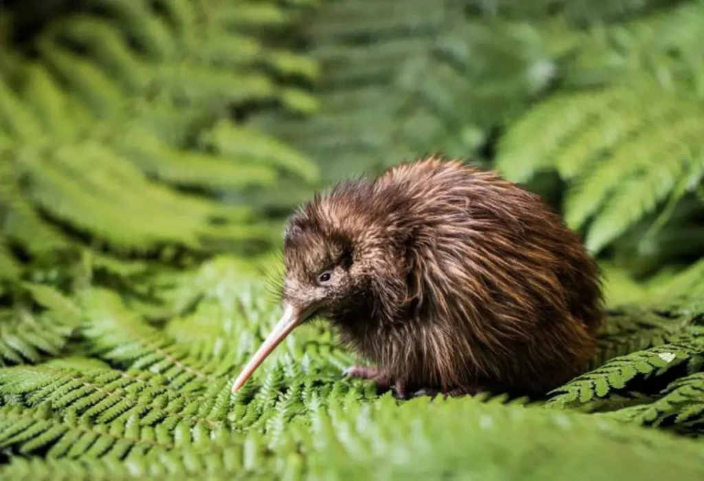 kiwi