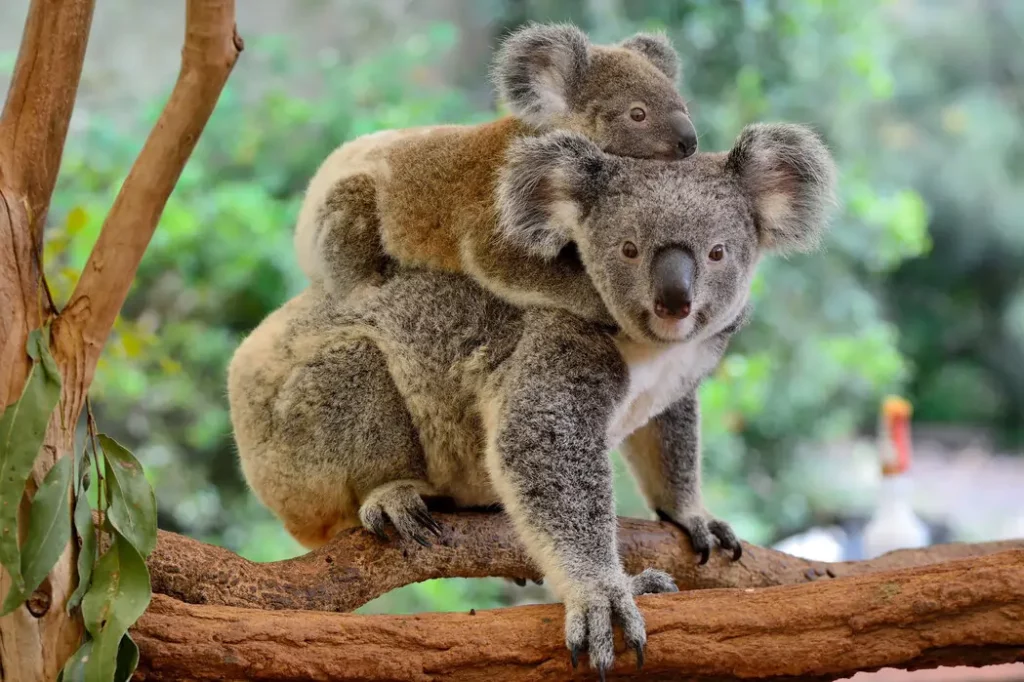 koala