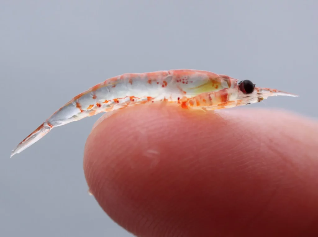 krill