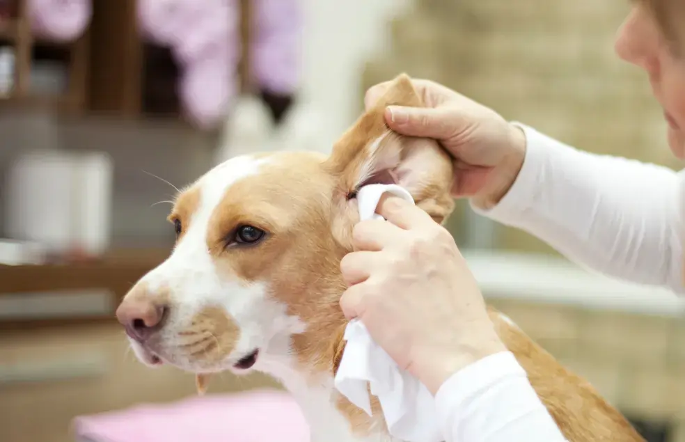 limpando a orelha do cachorro