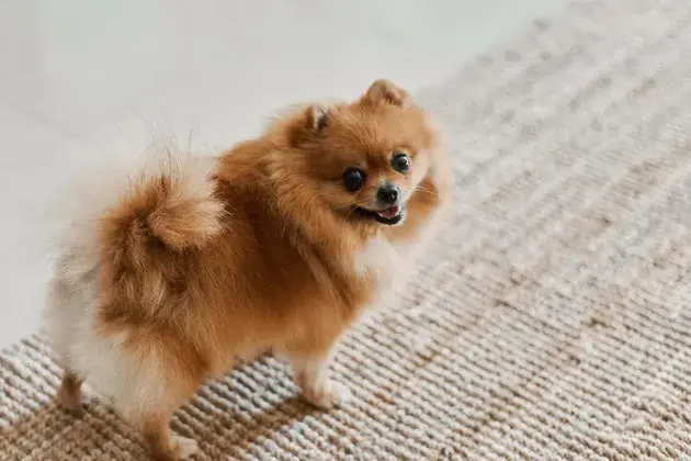 pomerania