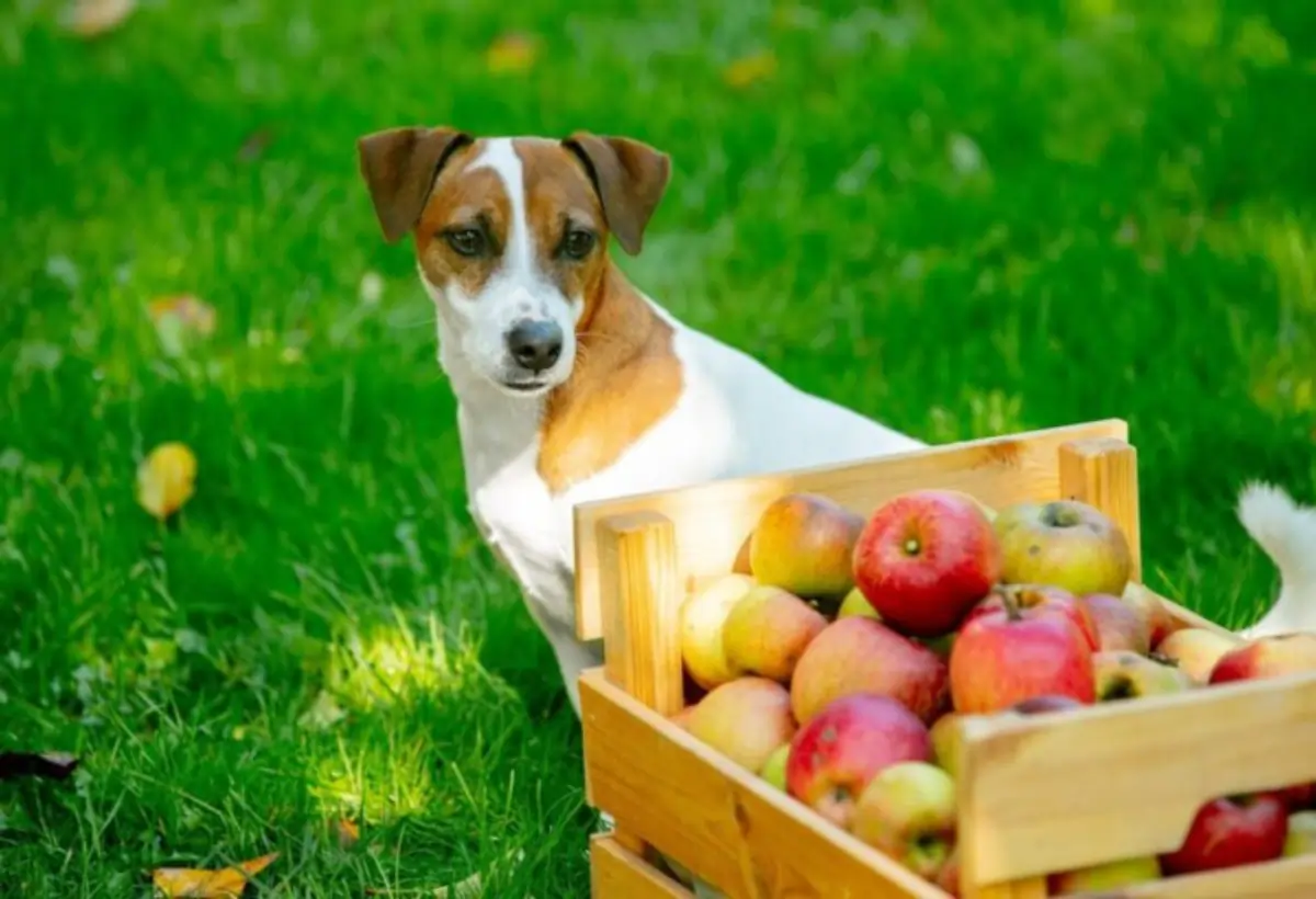 cachorro pode comer maçã