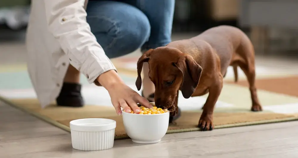 meu cachorro pode comer milho