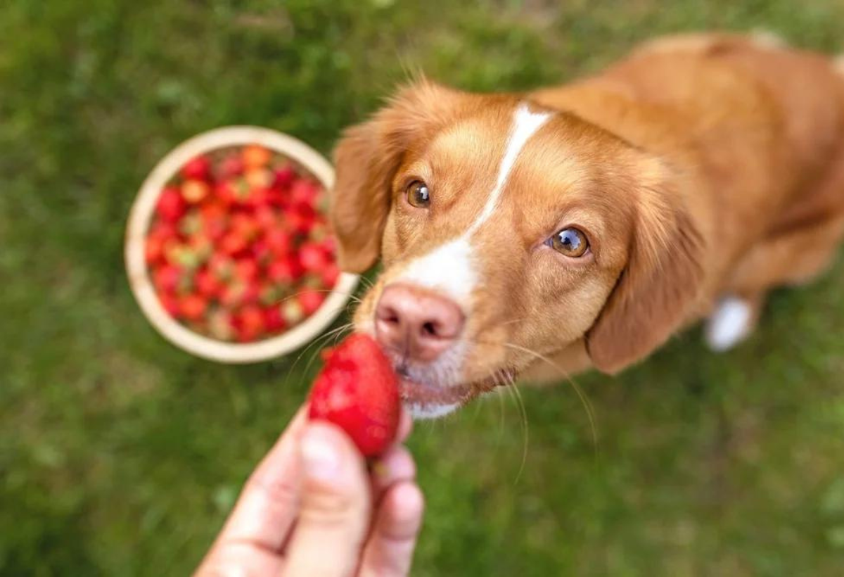 cachorro pode comer morango