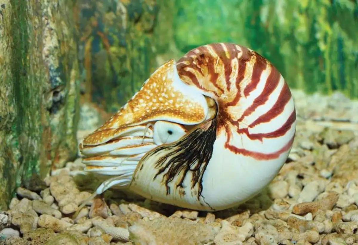 Nautilus