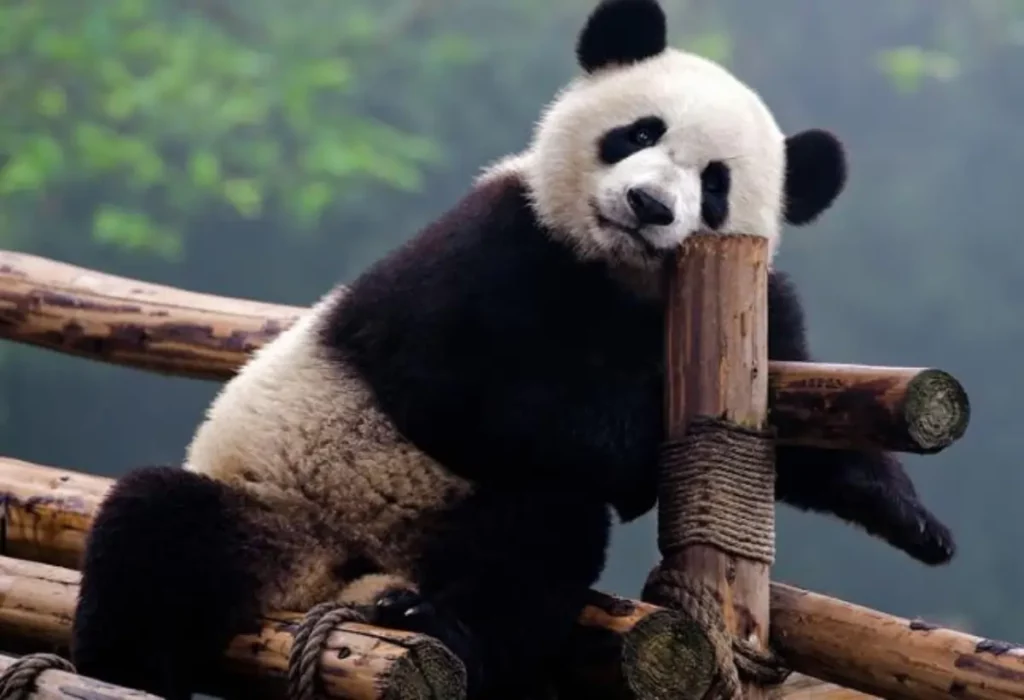 panda