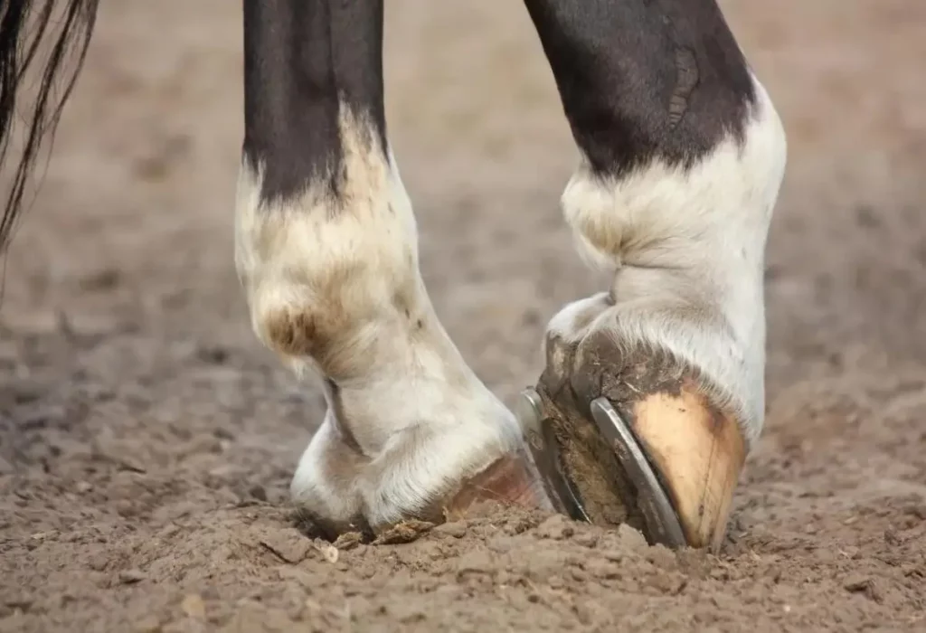 cavalo com ferradura