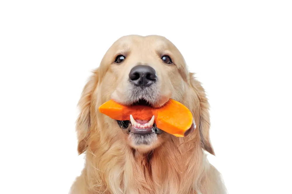 Cachorro Pode Comer Abóbora