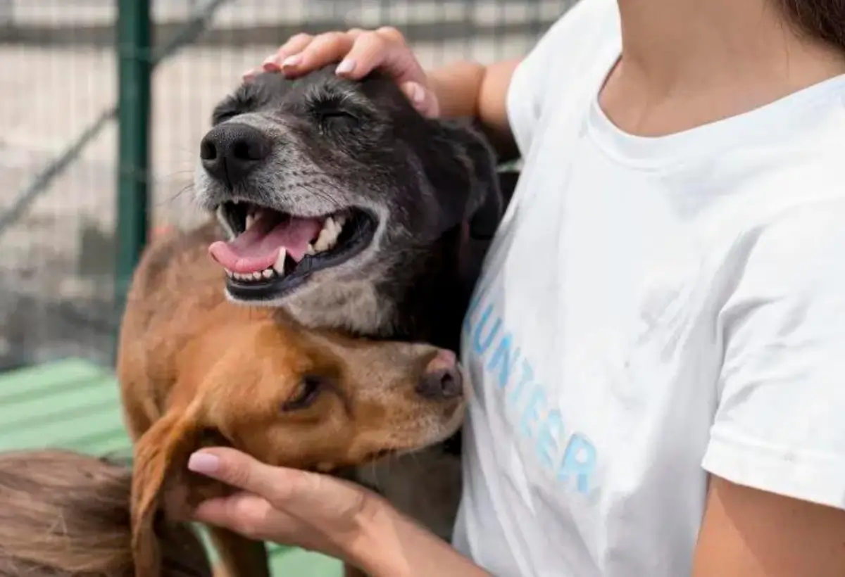 protecao aos animais