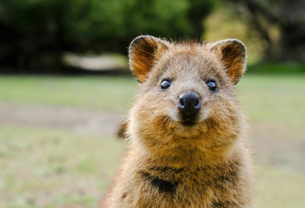 Quokka