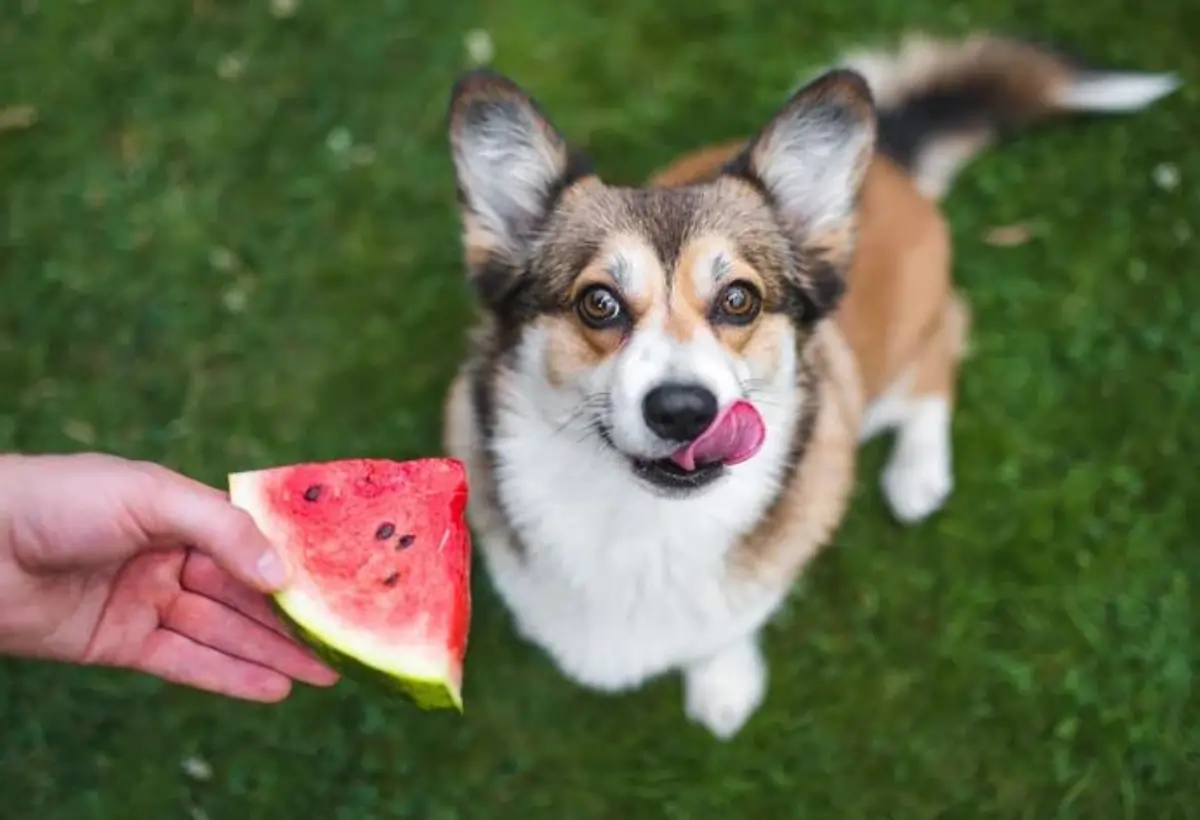 quais frutas meu cachorro pode comer