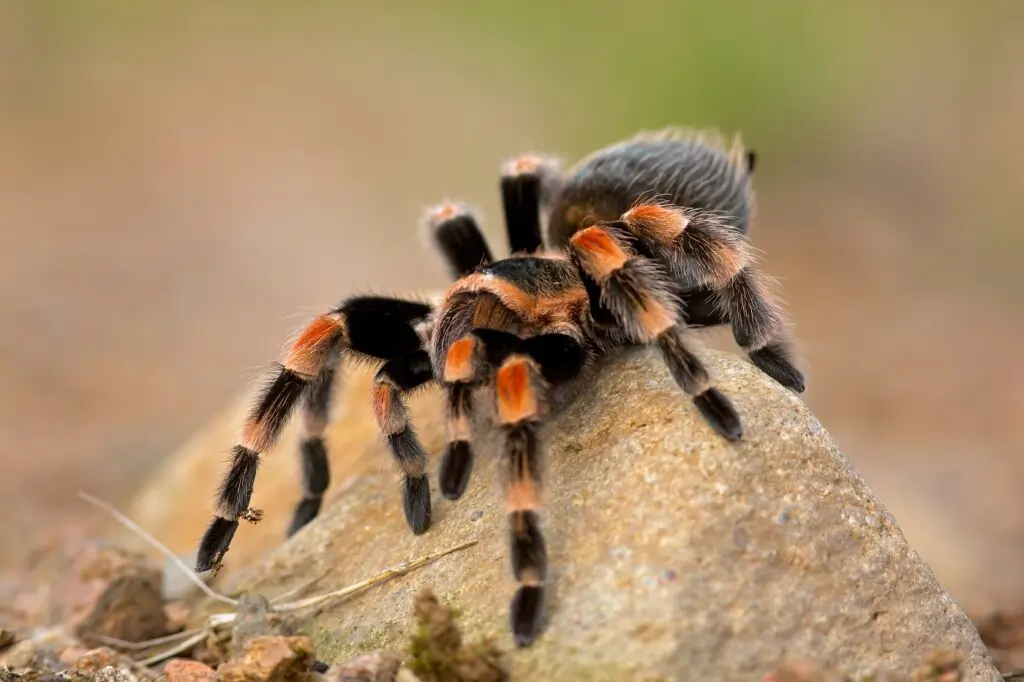 tarantula