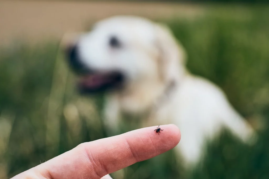 uma das causas cão do com nariz escorendo