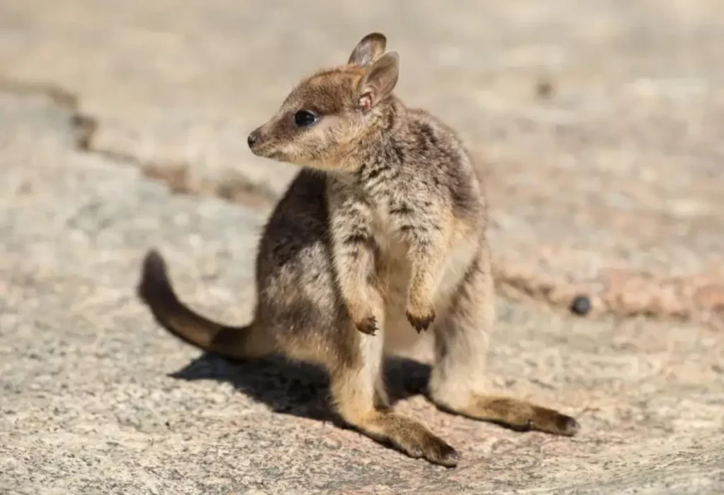 Wallaby