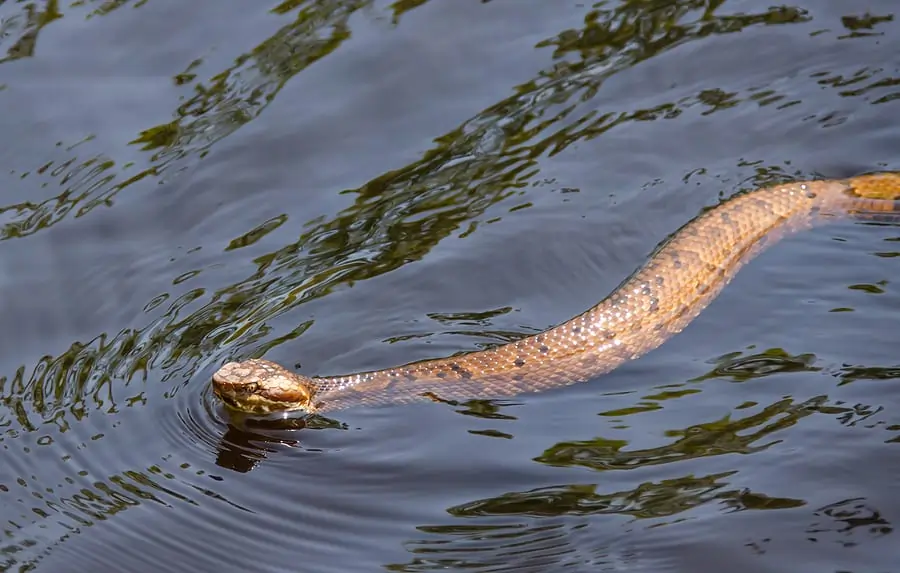 water-moccasin