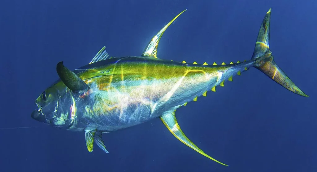 YellowFinTuna