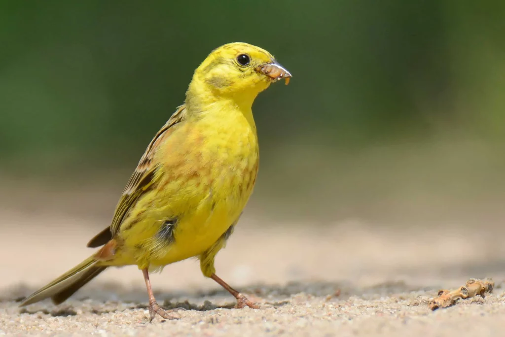 Yellowhammer