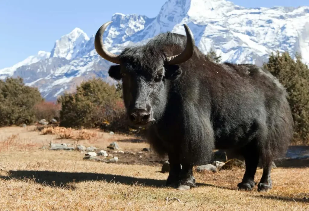 yak