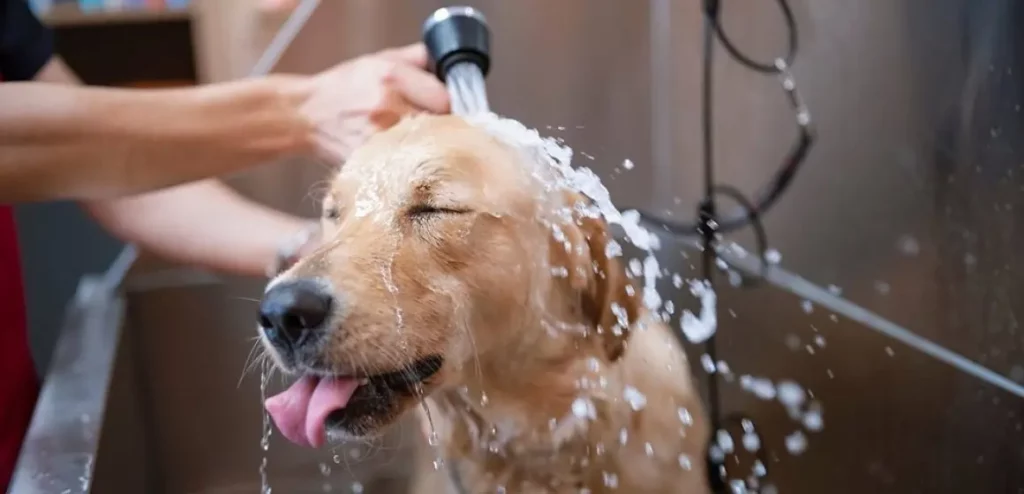 Banho em cachorro com sabão de coco