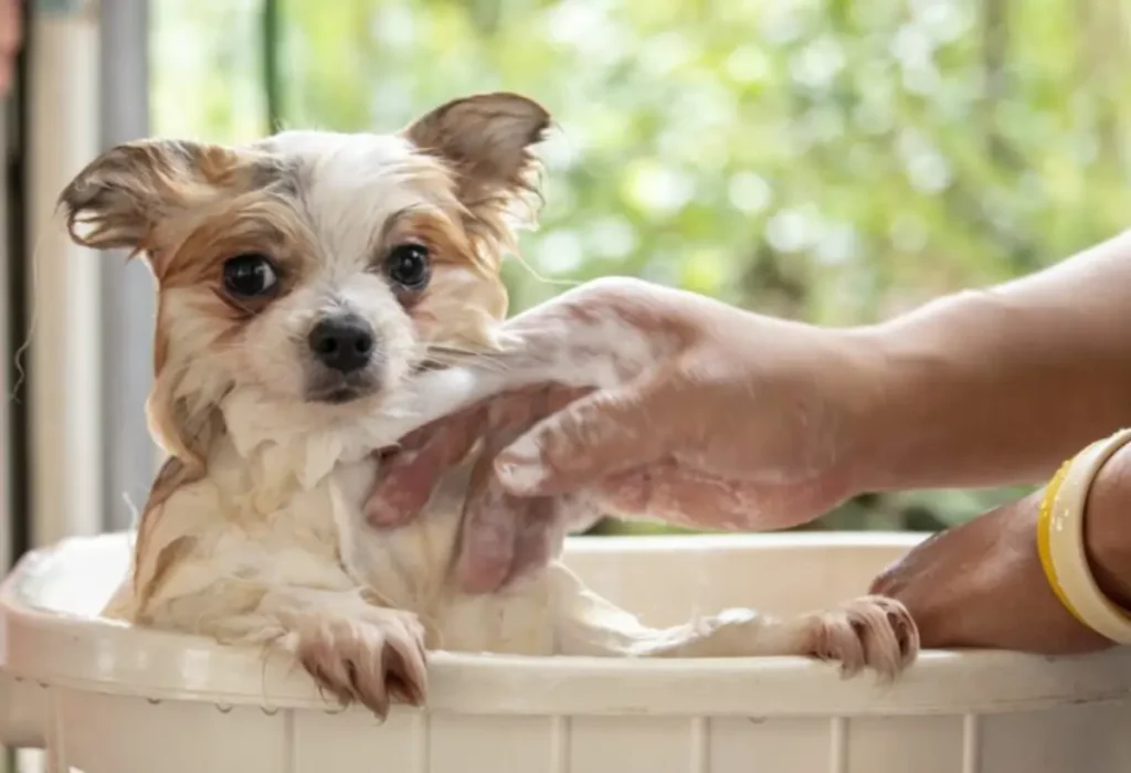 Banho em cachorro com sabão de coco