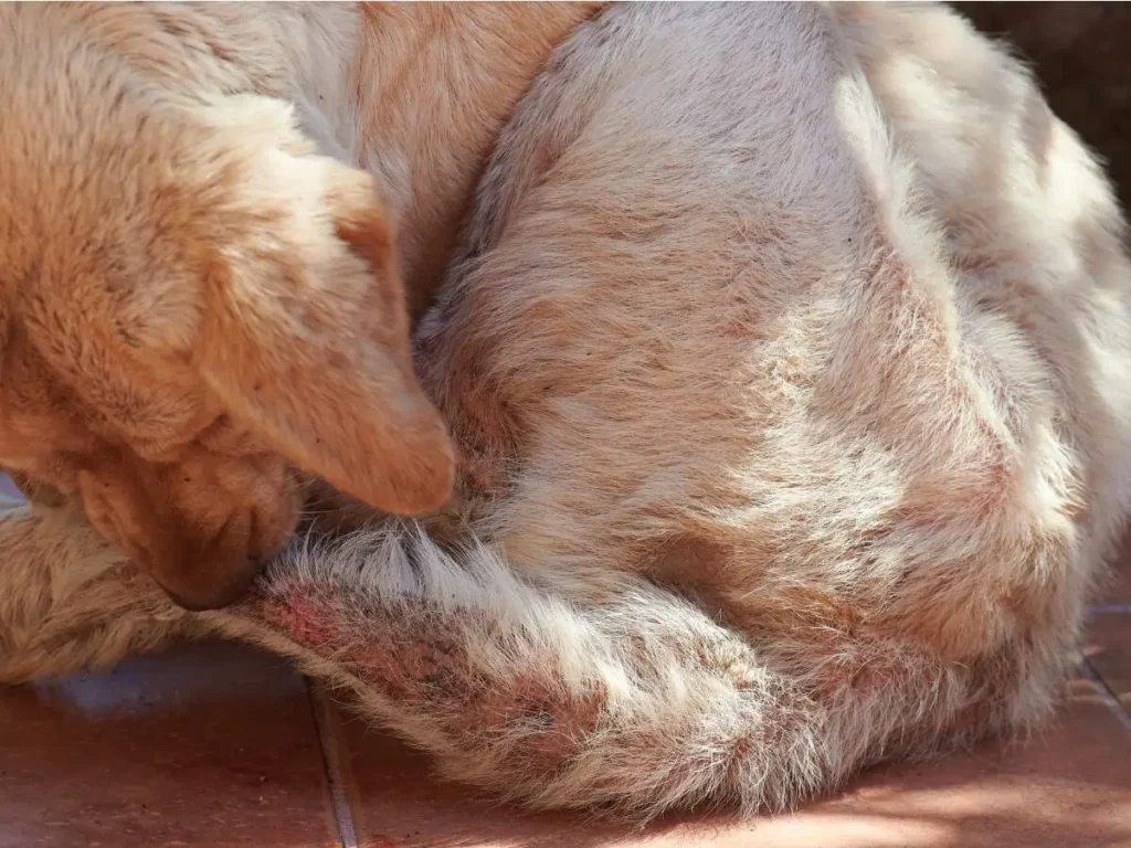 Dermatite Seborreica em Cachorro