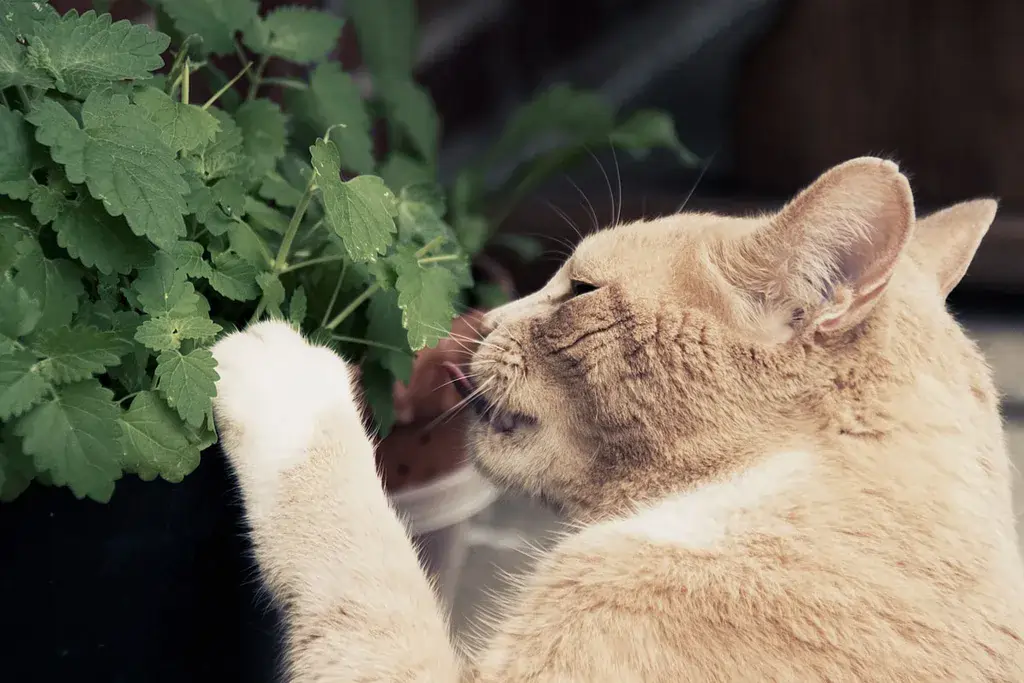 O Que é Catnip, a planta de gato