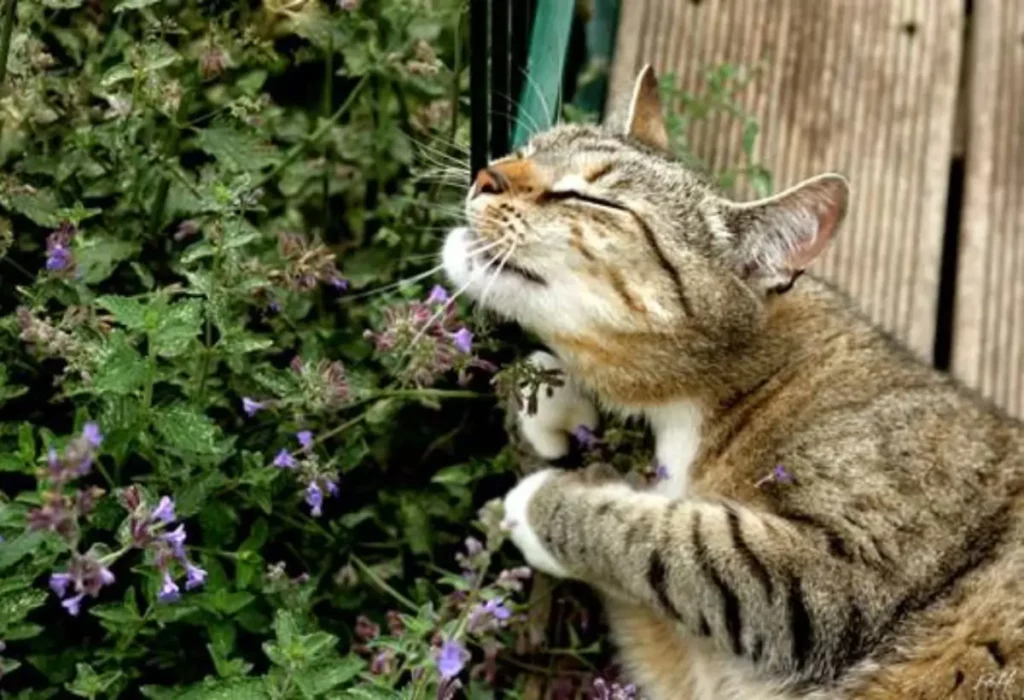 O Que é Catnip, a planta de gato