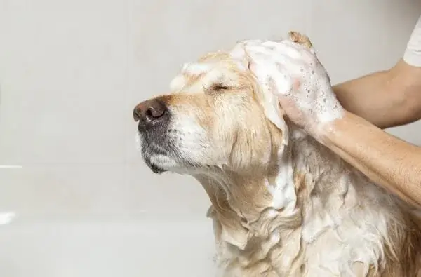 Tratando Dermatite Seborreica em Cachorro